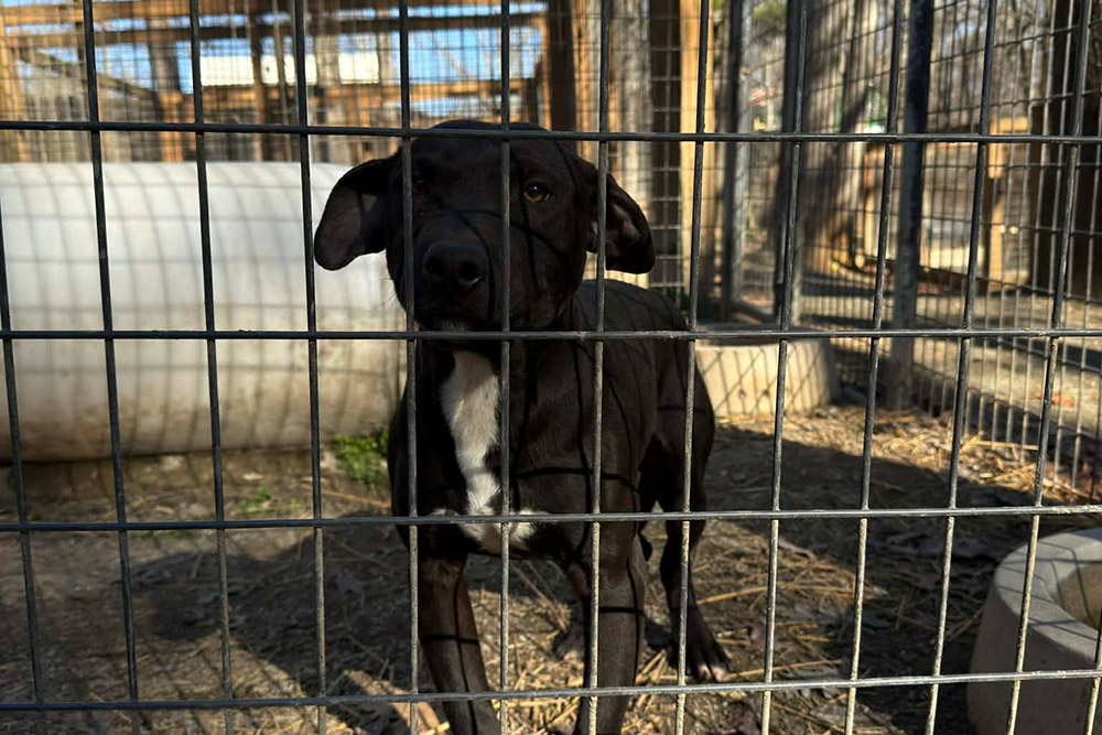 3 Squared x Crybaby 2 08 25