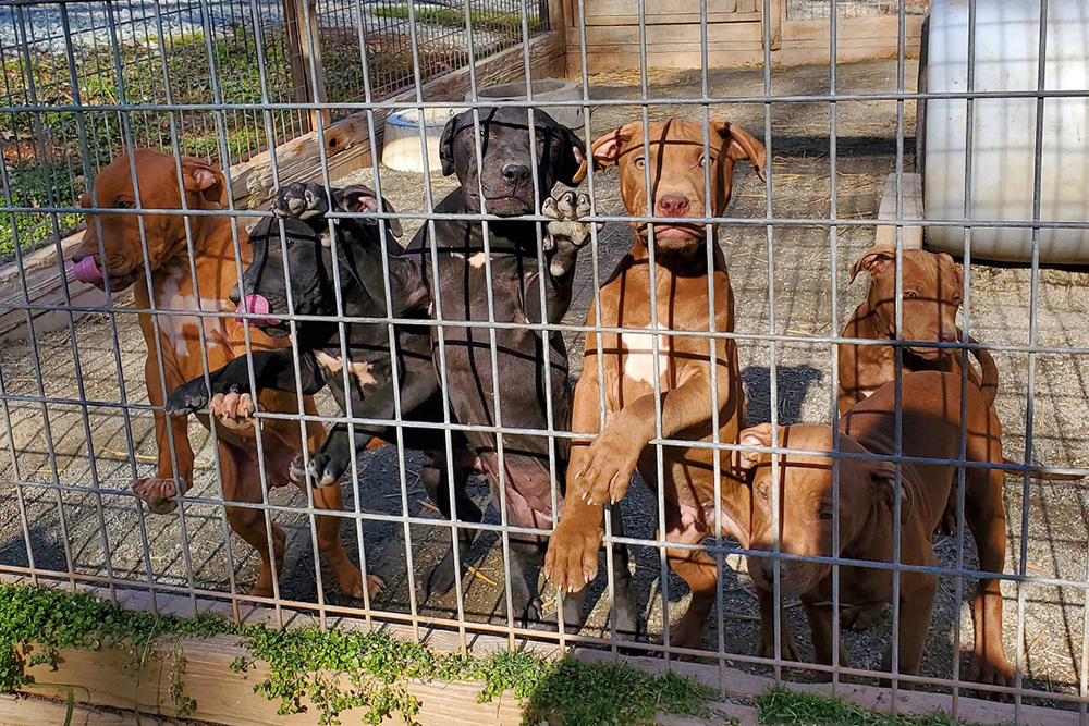 Bruce x LexAnne Pups Tom Garner Kennels