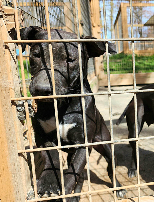 Chinaman Jr x BBC Pups