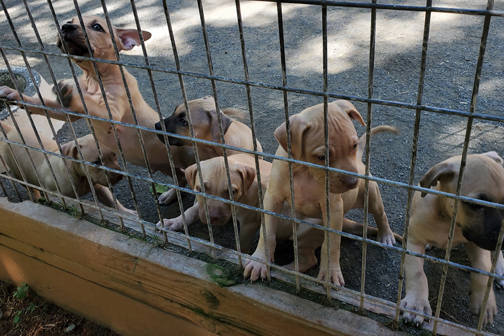 Conan Jr x Miss Marvelous Tom Garner Kennels
