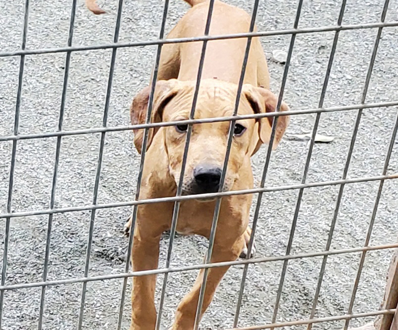 Dynomite x Calypso Pups Tom Garner Kennels