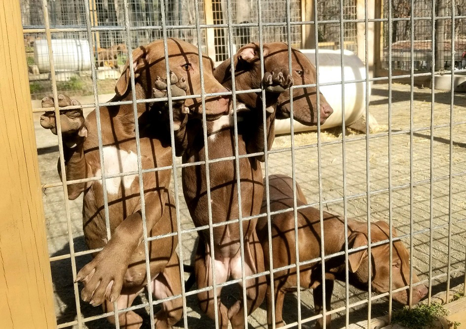 Frank x Shaka Pups Tom Garner Kennels