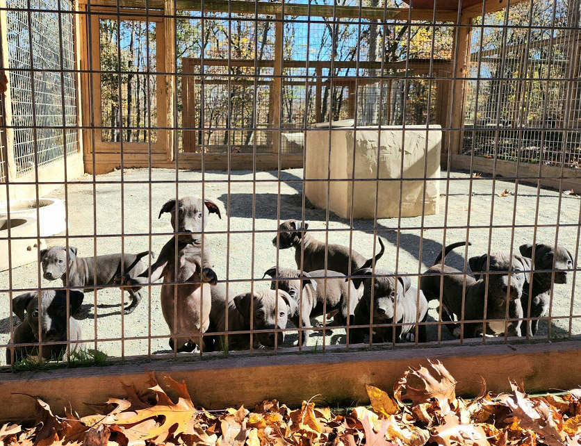 Kemosabe x LuckyLo Pups