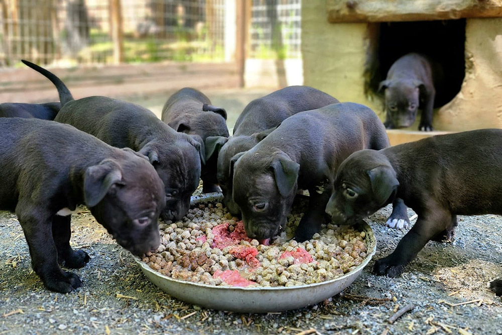 Ray Lewis Miss Kitty Pups Tom Garner Kennels