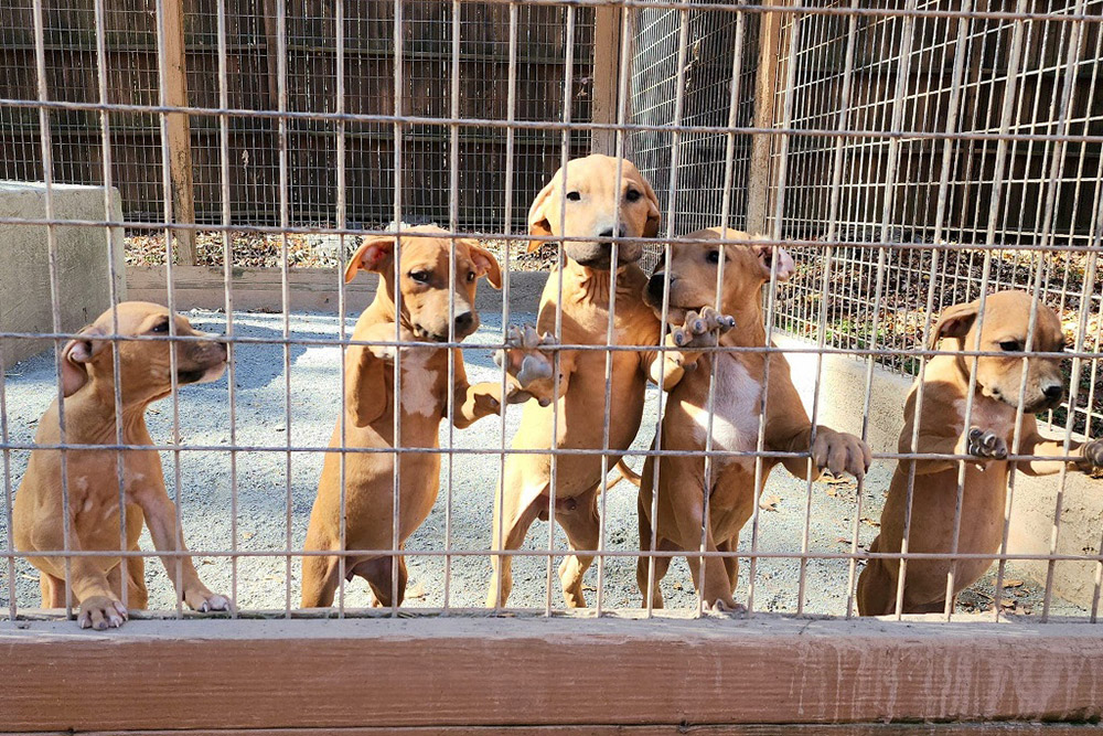 Garner's Tramp Redboy x Susie II Pups