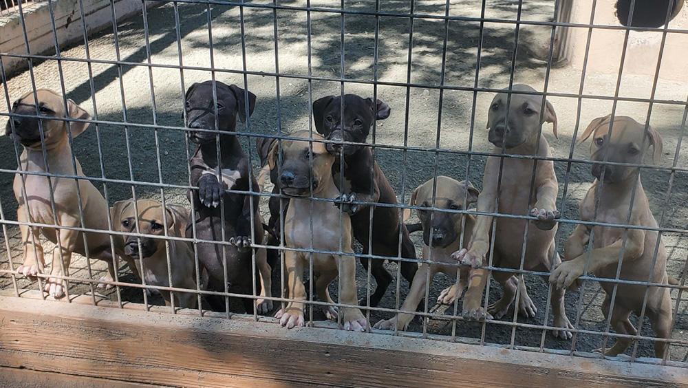 Willy Mack x Tanera Pups