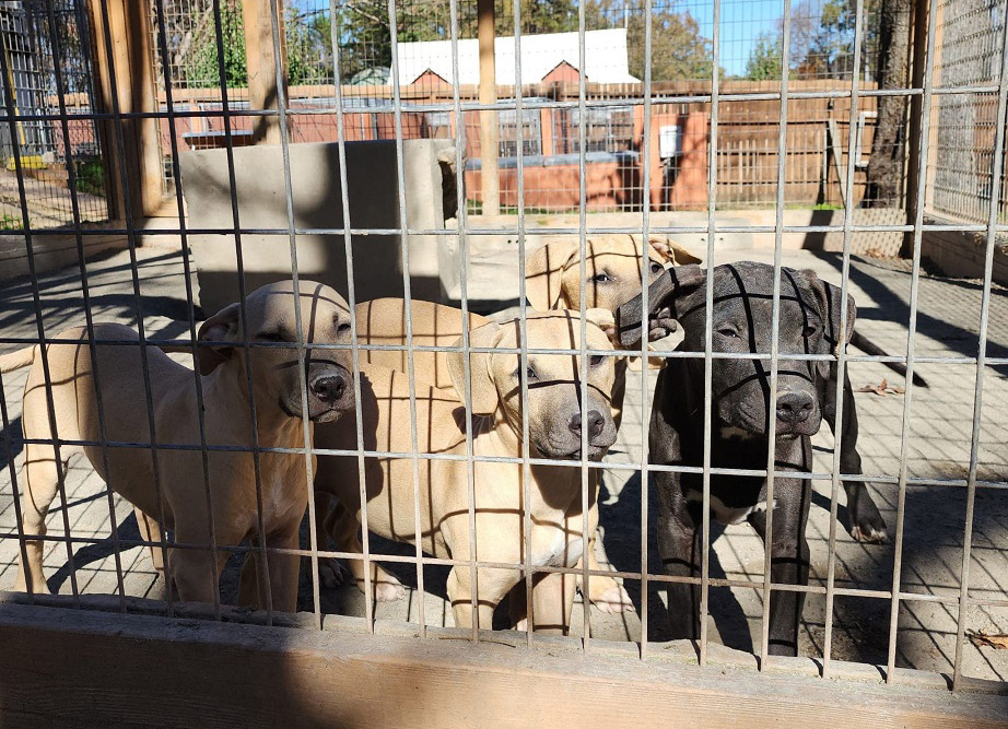 Willy Mack x Tanera Pups