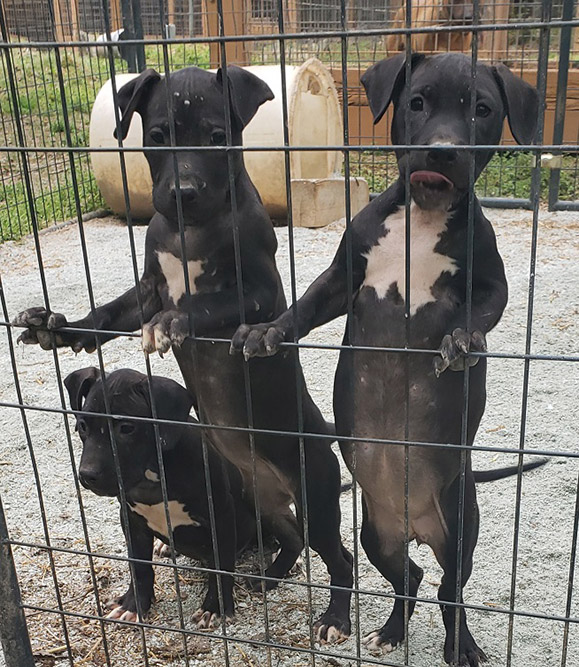 Bruce x Sioux Girl (420) Tom Garner Kennels