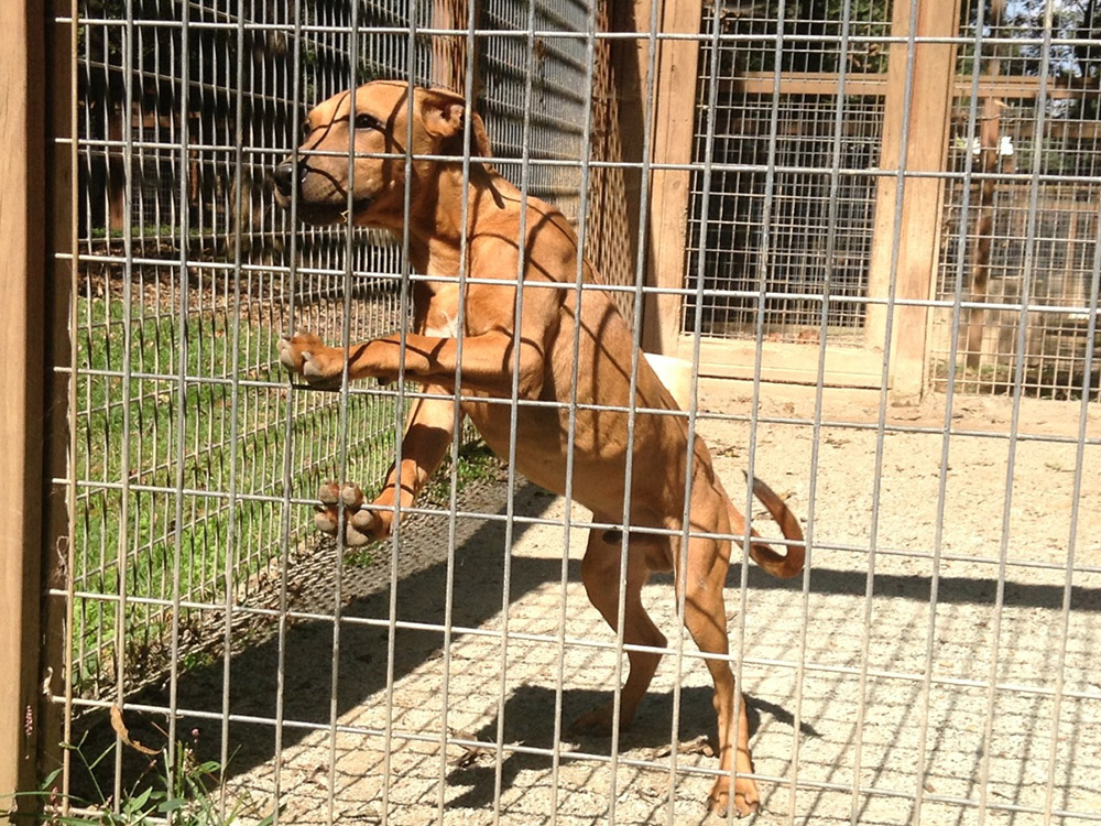 Caesar x Rebel Girl Pups Tom Garner Kennels