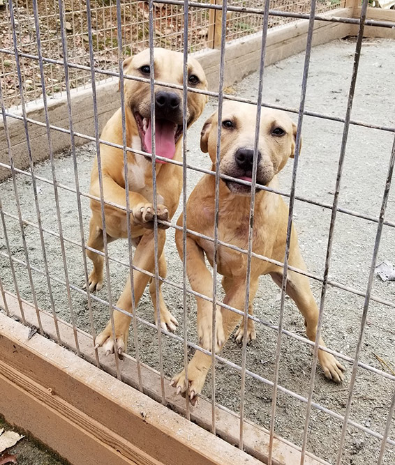 Ceasar x Solotto (0218) Tom Garner Kennels