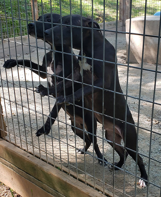 Conan x Psychotic (519) Tom Garner Kennels