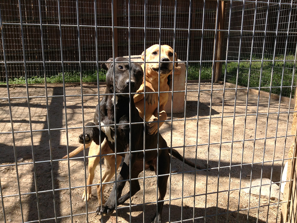 Santos x Miss Mouth II 0312 Pups Tom Garner Kennels