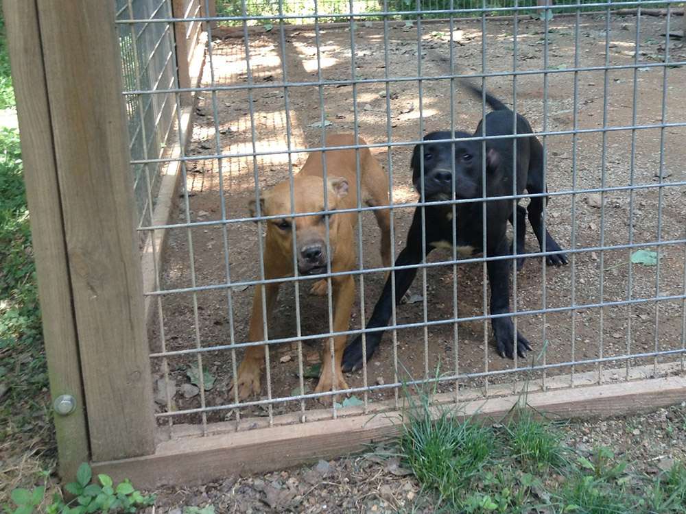 Dynomite X Florida Tom Garner Kennels