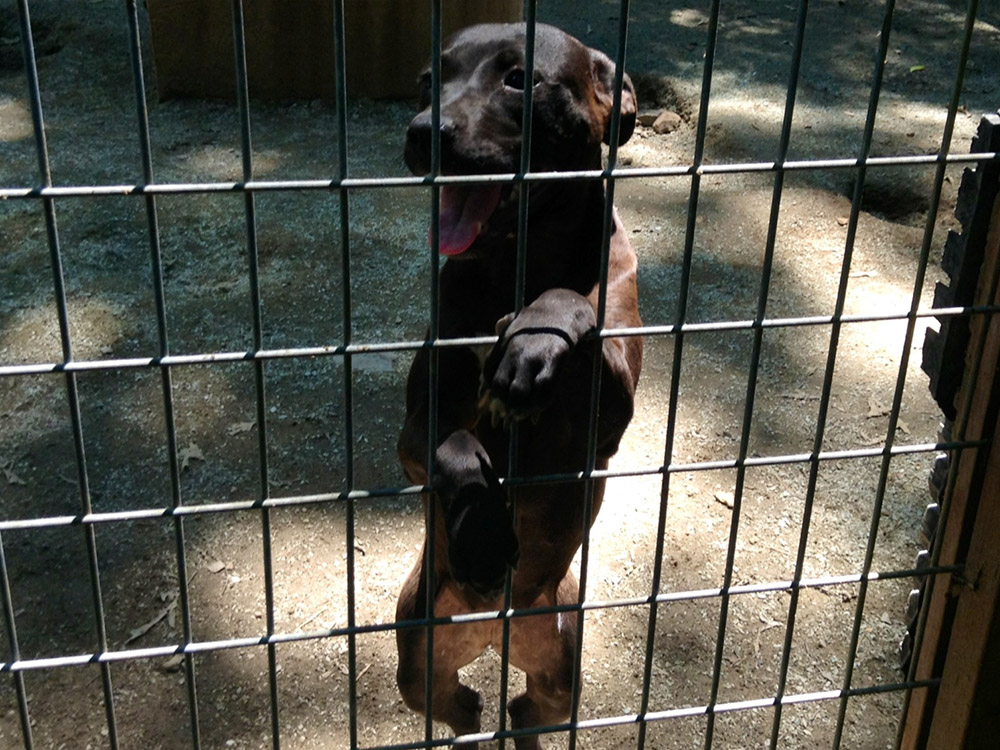 El Negro X Black Snake II Tom Garner Kennels