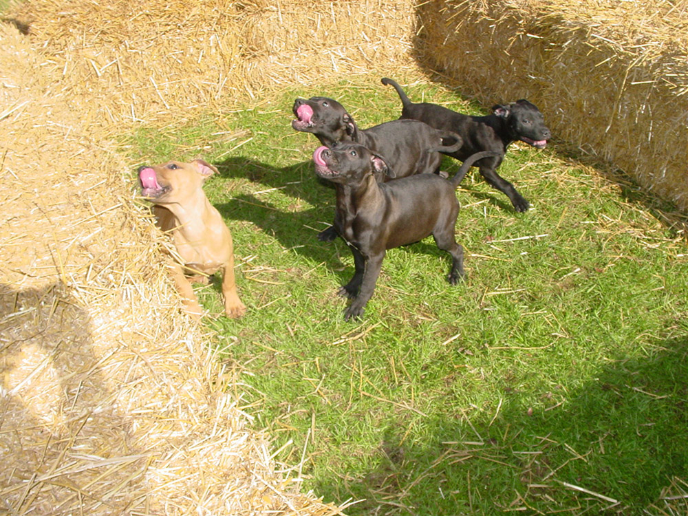 Frankie x Cocoa Girl Pups Tom Garner Kennels