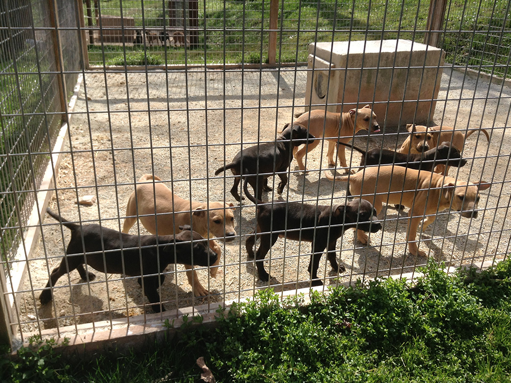 Haystack x Little Edith Pups Tom Garner Kennels