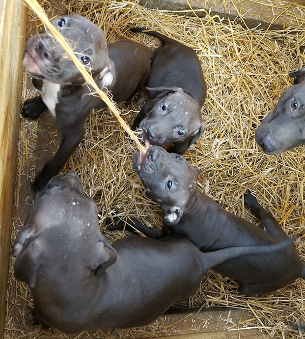 Razor x Miss Rosco (1217) Tom Garner Kennels