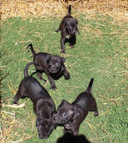 Bull Terrier Tom Garner Pitbull Kennels Tom Garner Pitbulls For
