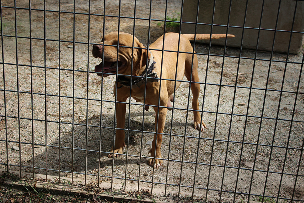 Redboy x Susie (0515) Tom Garner Kennels